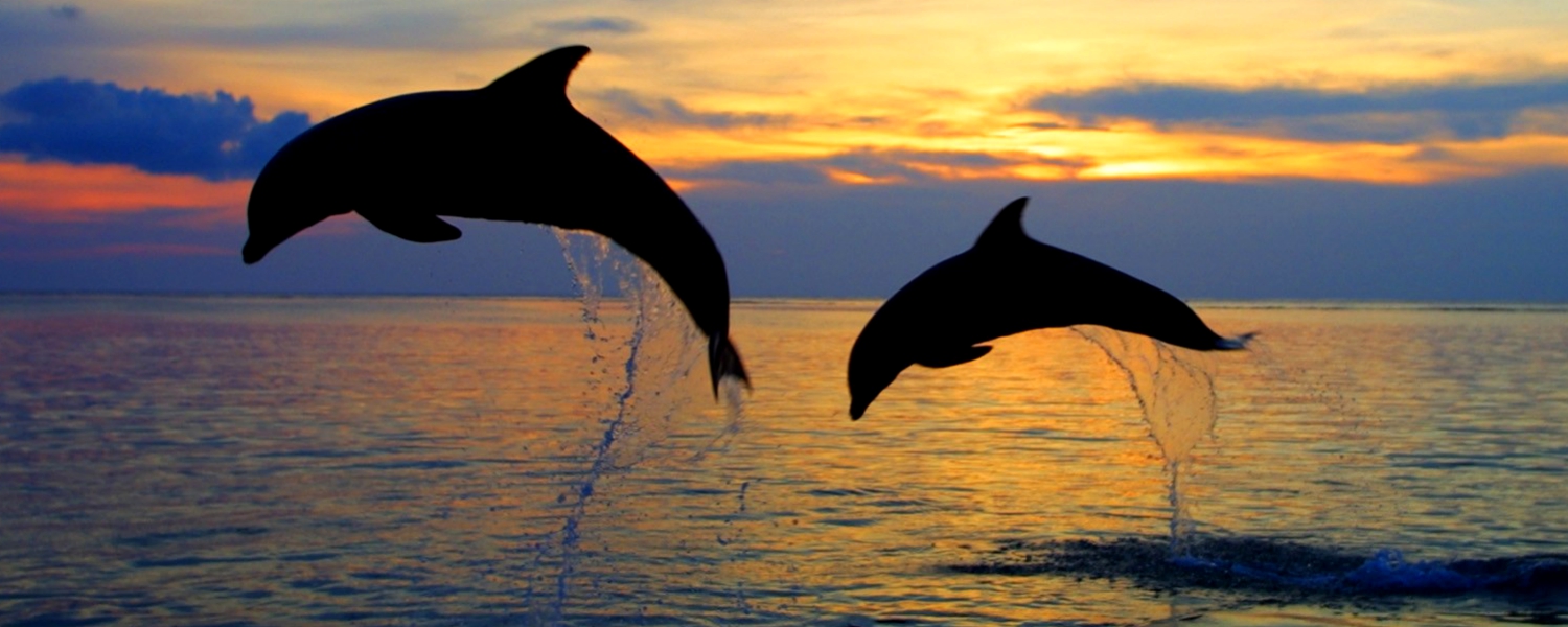 Sunset dolphin tour Bali