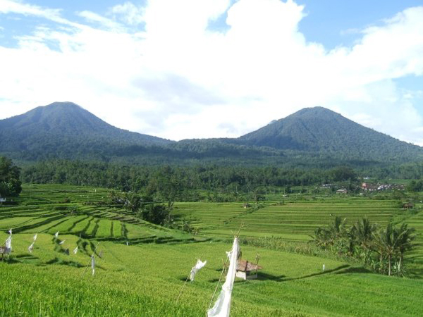 Bali Tour Jatiluwih Rice Terraces panoramic view