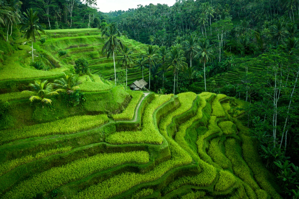 Kintamani Volcano and Ubud Tour Professional Private Bali Driver Tour Guide Car Rental