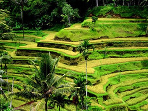 Bali Tour Rice Terrace Tegallalang scenic view