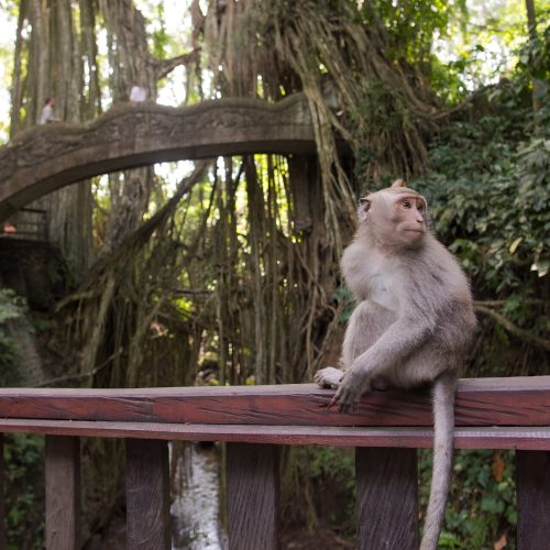 Enchanting Ubud: Art Village, Monkey Forest, and Rice Terraces Day Tour
