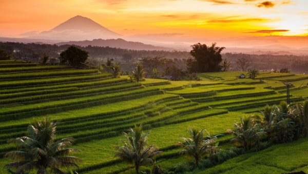 Highland Harmony: Batukaru Temples, Rice Terraces Tour
