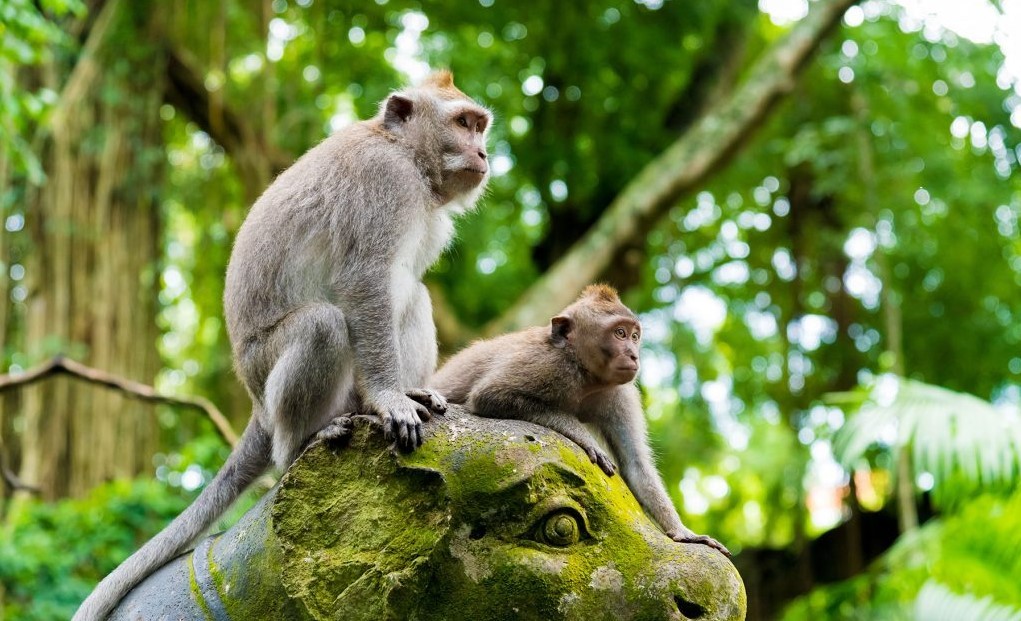 Bali Tour Monkey Forest Trip