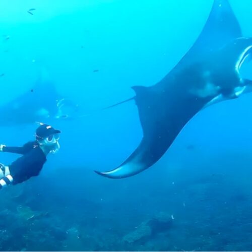 Nusa Penida Snorkeling Tour
