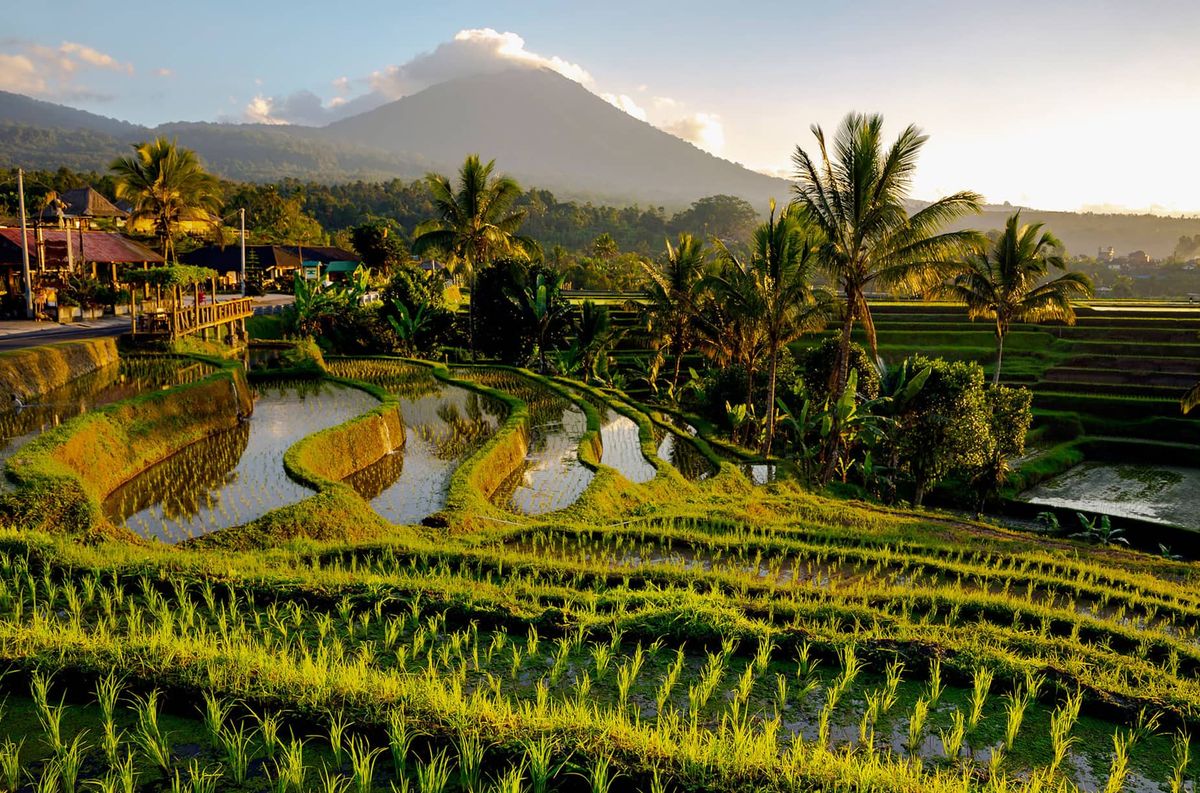 bali tour eco tourism