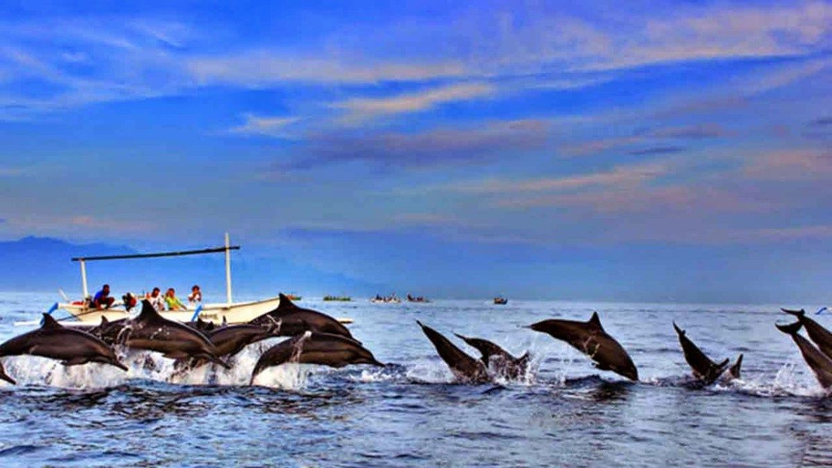 Bali Tour Dolphin Adventure