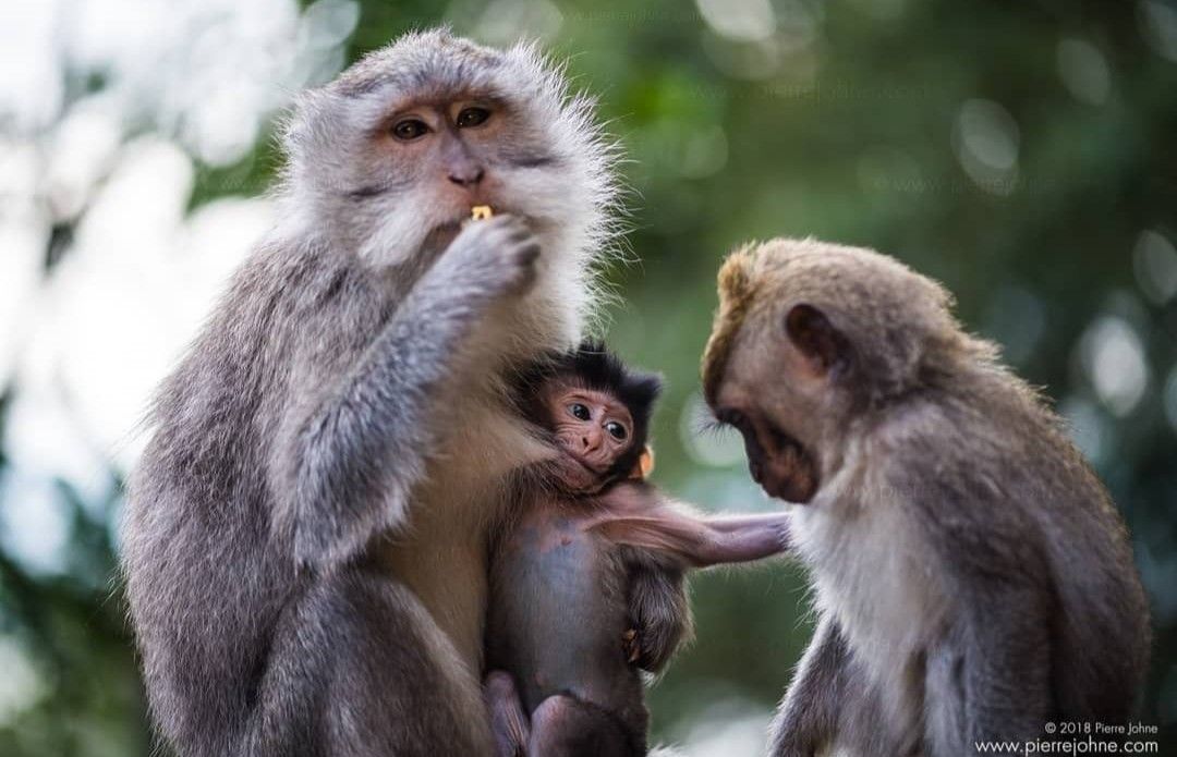Monkey Forest Bali Tour