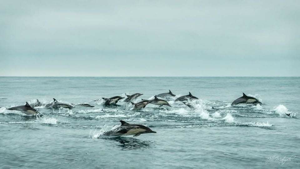 bali tour dolphin watching