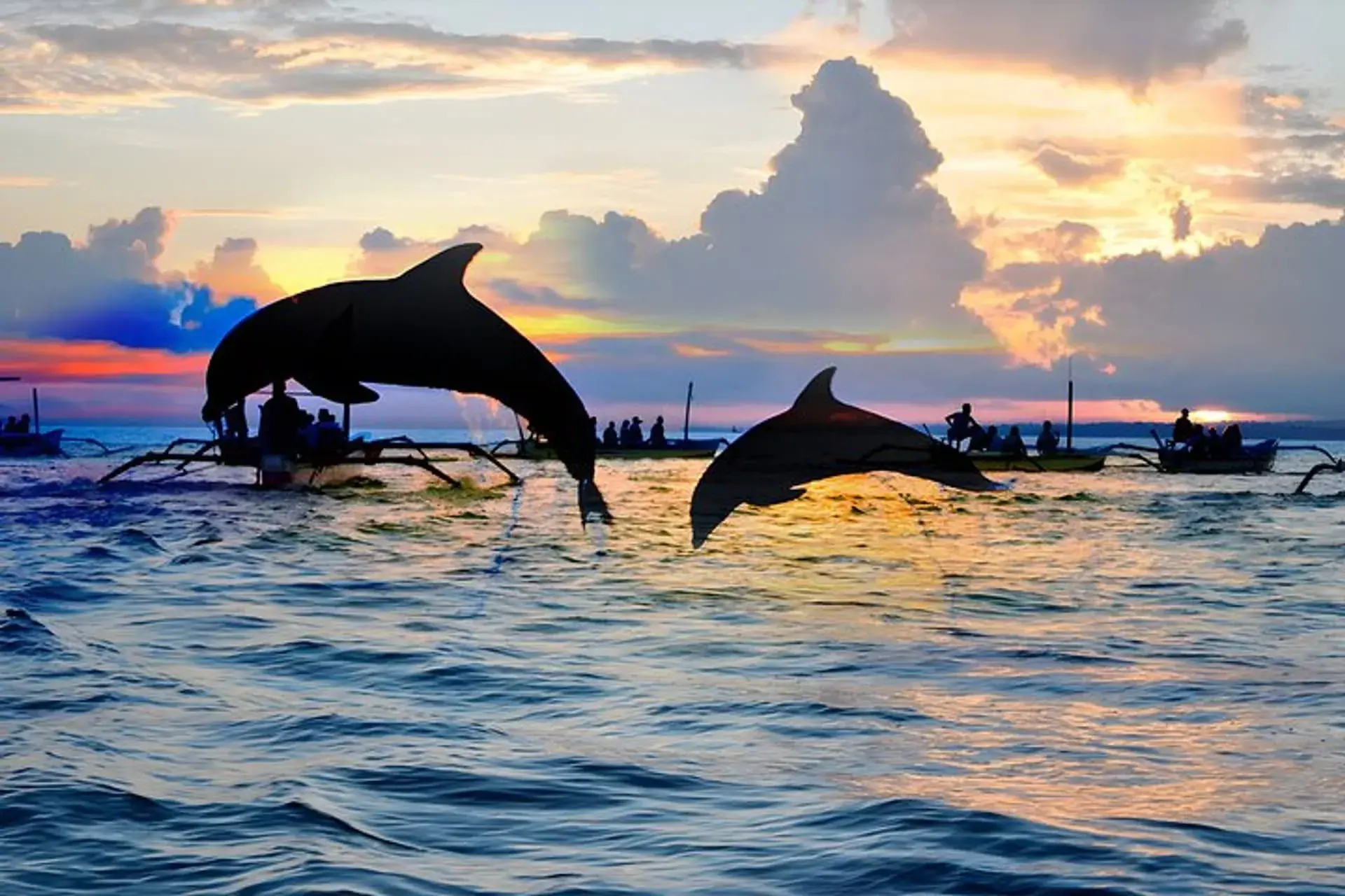 Bali Tour Dolphin Experience