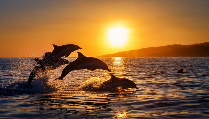 bali tour dolphin lovina