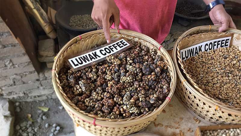 Bali Tour Luwak Coffee