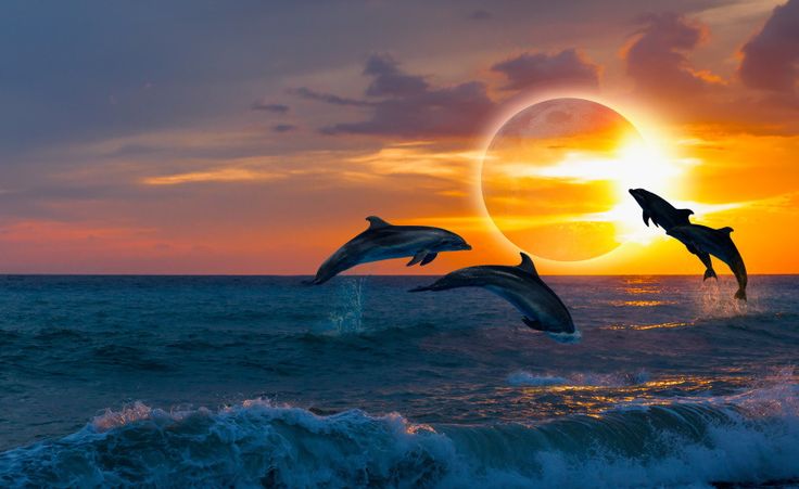 Bali Tour Dolphin Sunrise