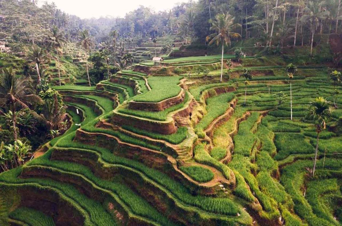 Bali Tour Organic Farm