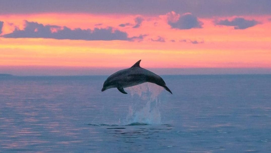 bali tour see dolphins