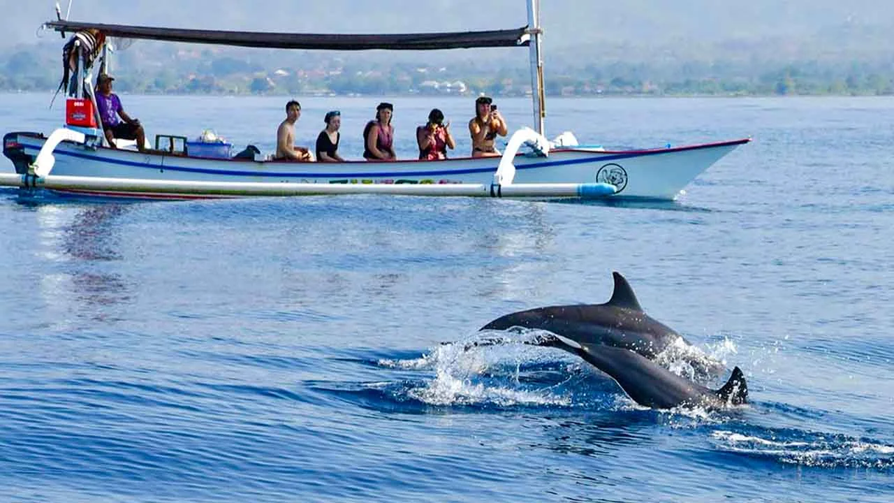 Bali Tour North Bali Dolphins