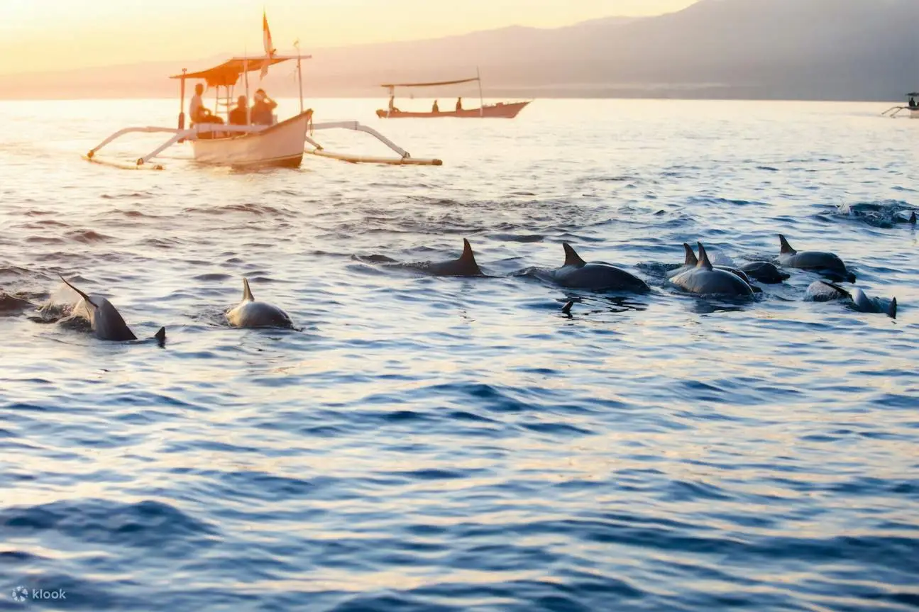 Bali Tour Lovina Beach Dolphin
