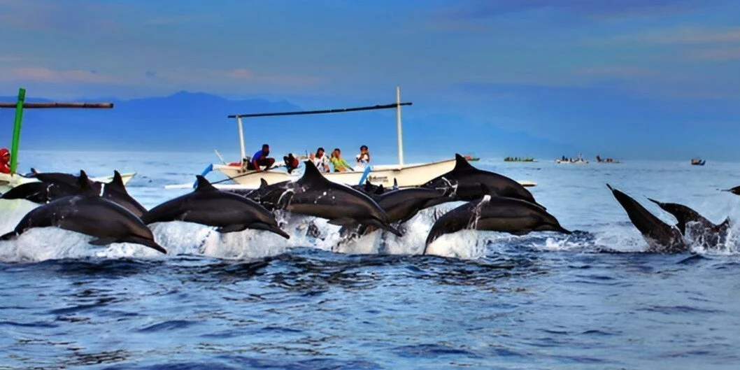 Bali Tour See Dolphins Bali