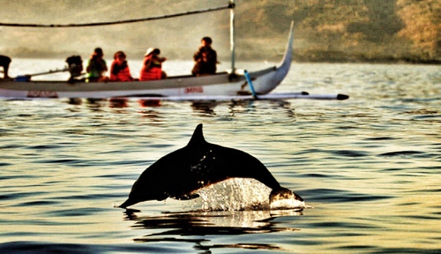 Bali Tour Dolphin Sunrise