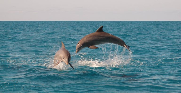 bali tour dolphin trip