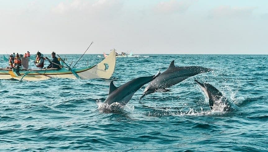 Bali Tour Dolphin Watching