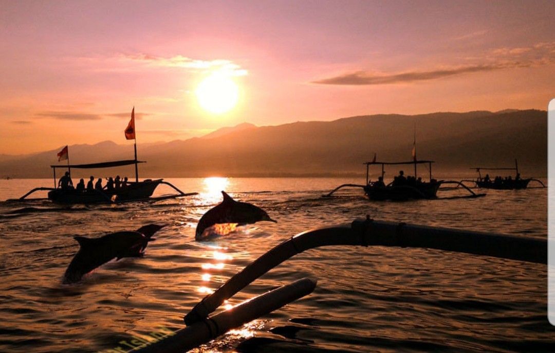Bali tour dolphin bali
