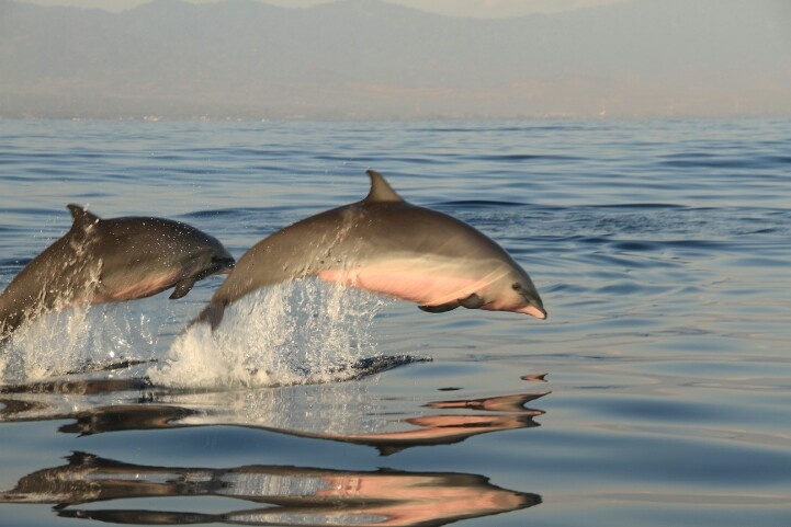 bali tour dolphin magic