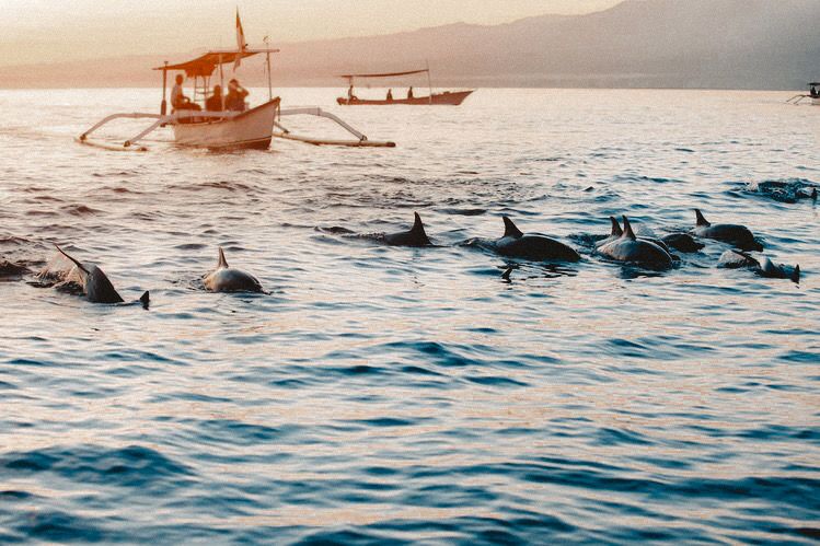 bali tour dolphin escape