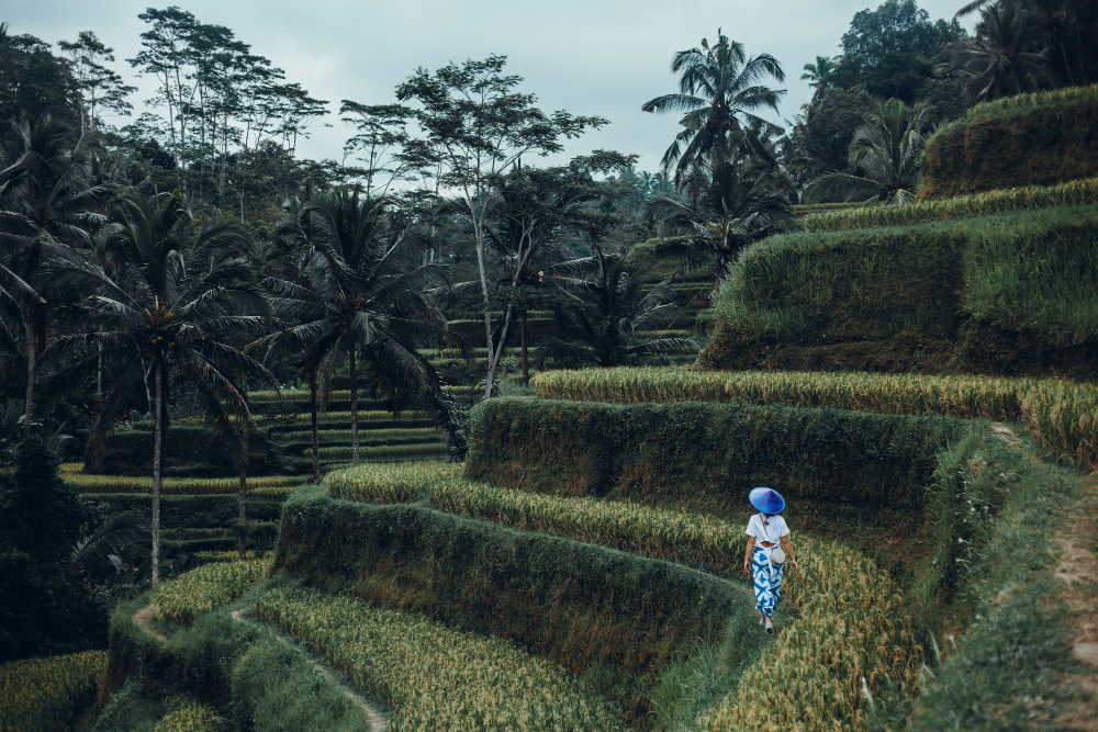 Bali Tour Scenic Route