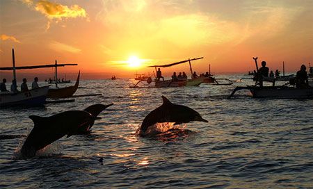 bali tour dolphin sunrise