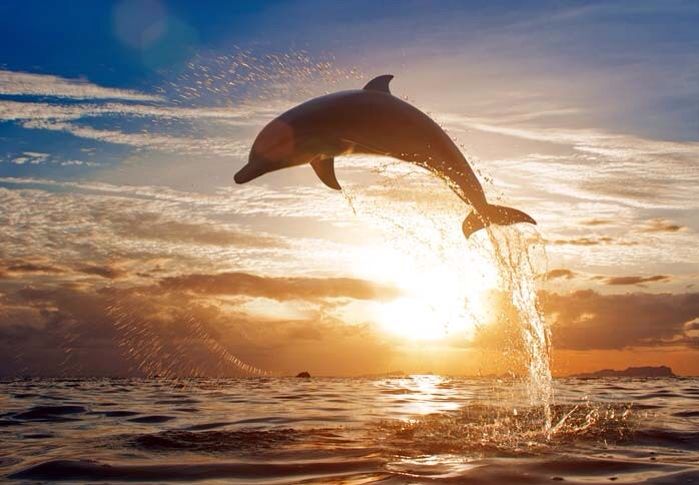 Bali Tour Morning Dolphins