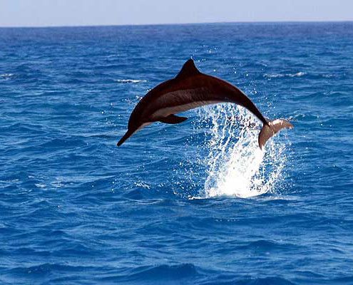 Bali Tour Lovina Dolphins