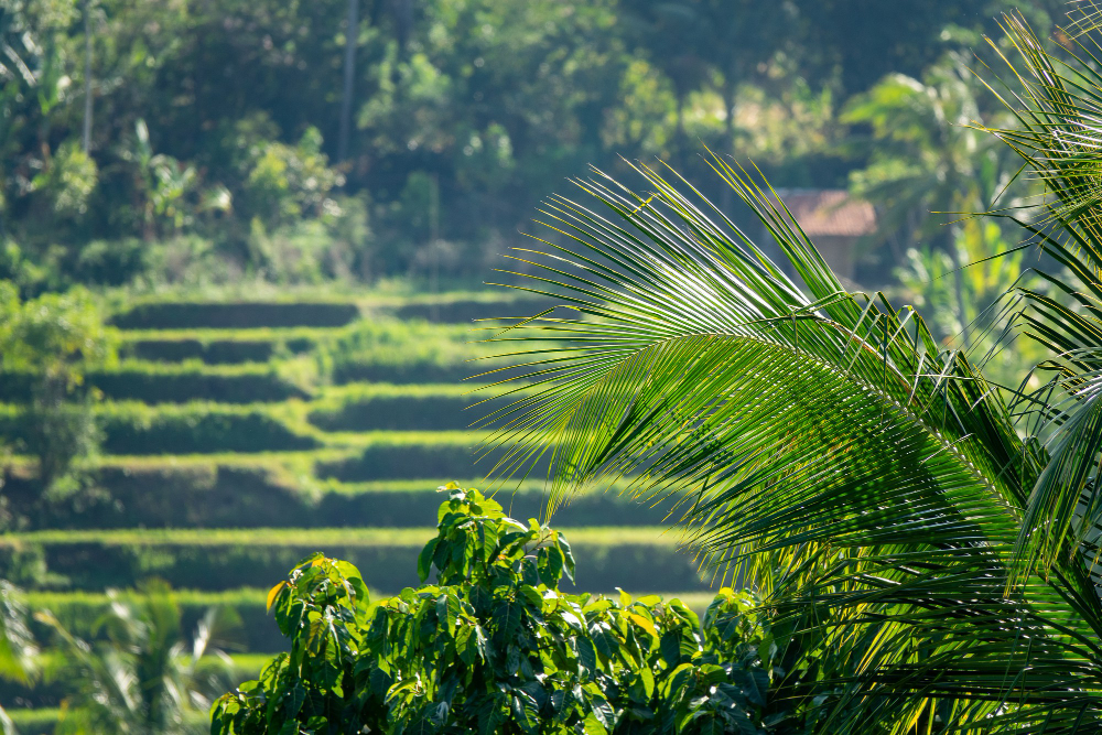 Bali Tour Green Landscapes