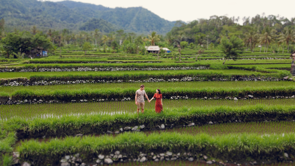 Bali Tour Rice Terraces