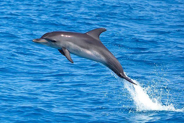 Bali Tour Dolphin Spotting