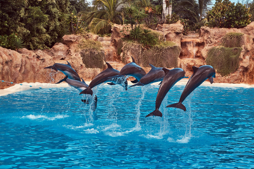 Bali Tour Dolphin Discovery