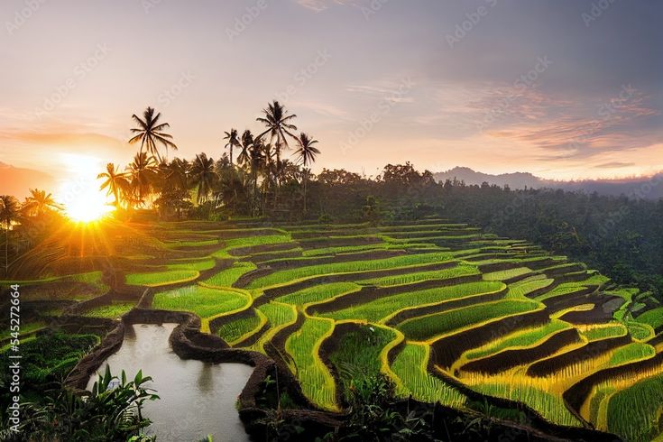 Bali Tour Forest Journey