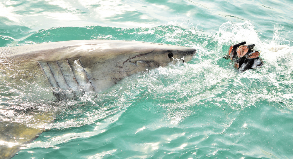 Bali Tour Dolphin Journey