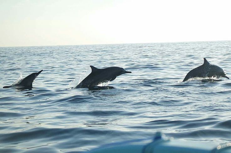bali tour ocean dolphins