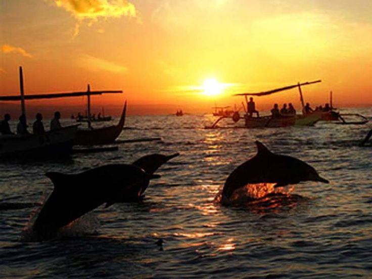 Bali Tour Lovina Morning Cruise