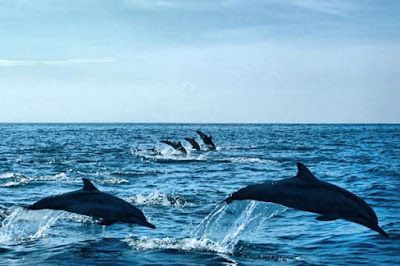 Bali Tour Dolphin Quest