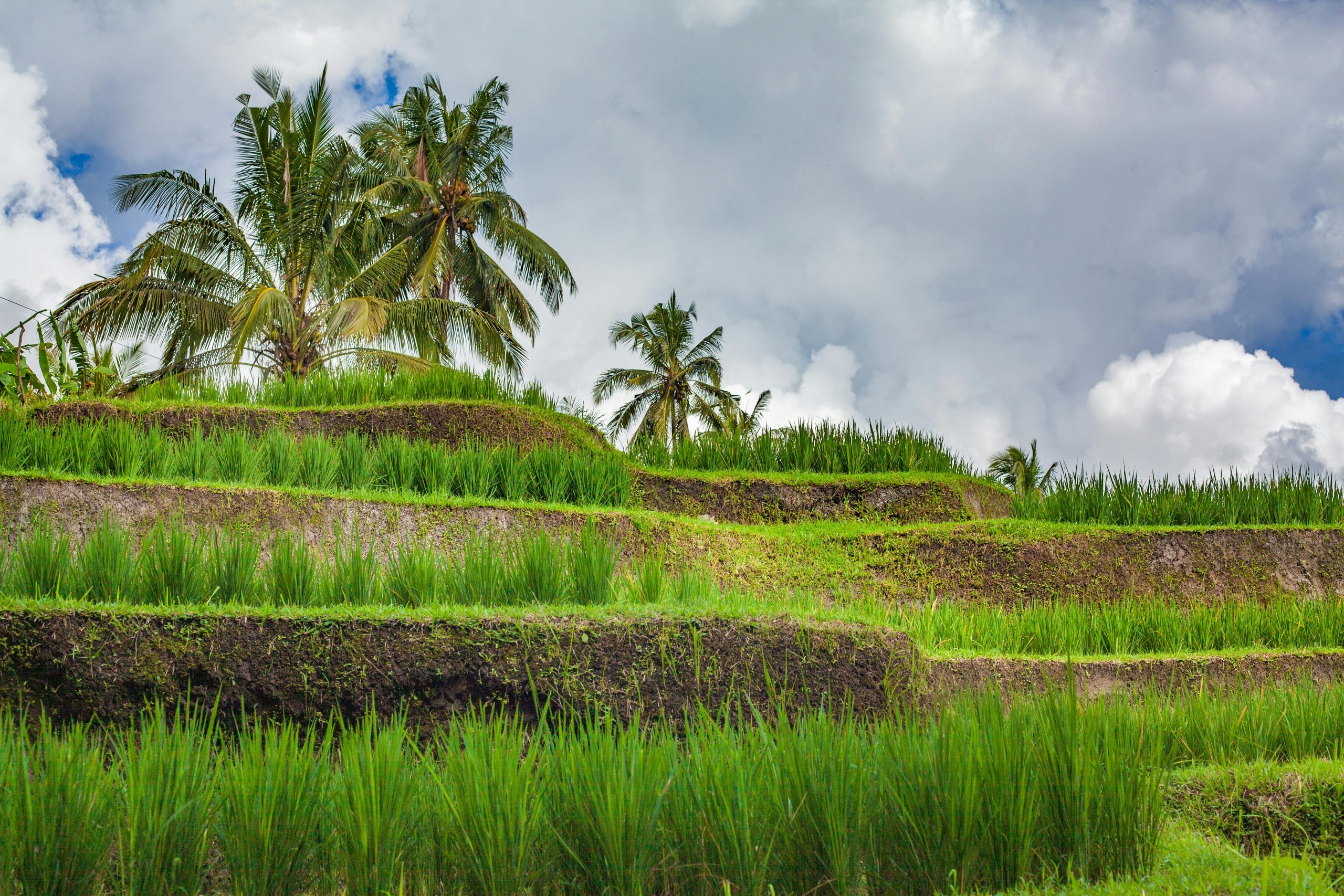 Bali Tour Tropical Escape