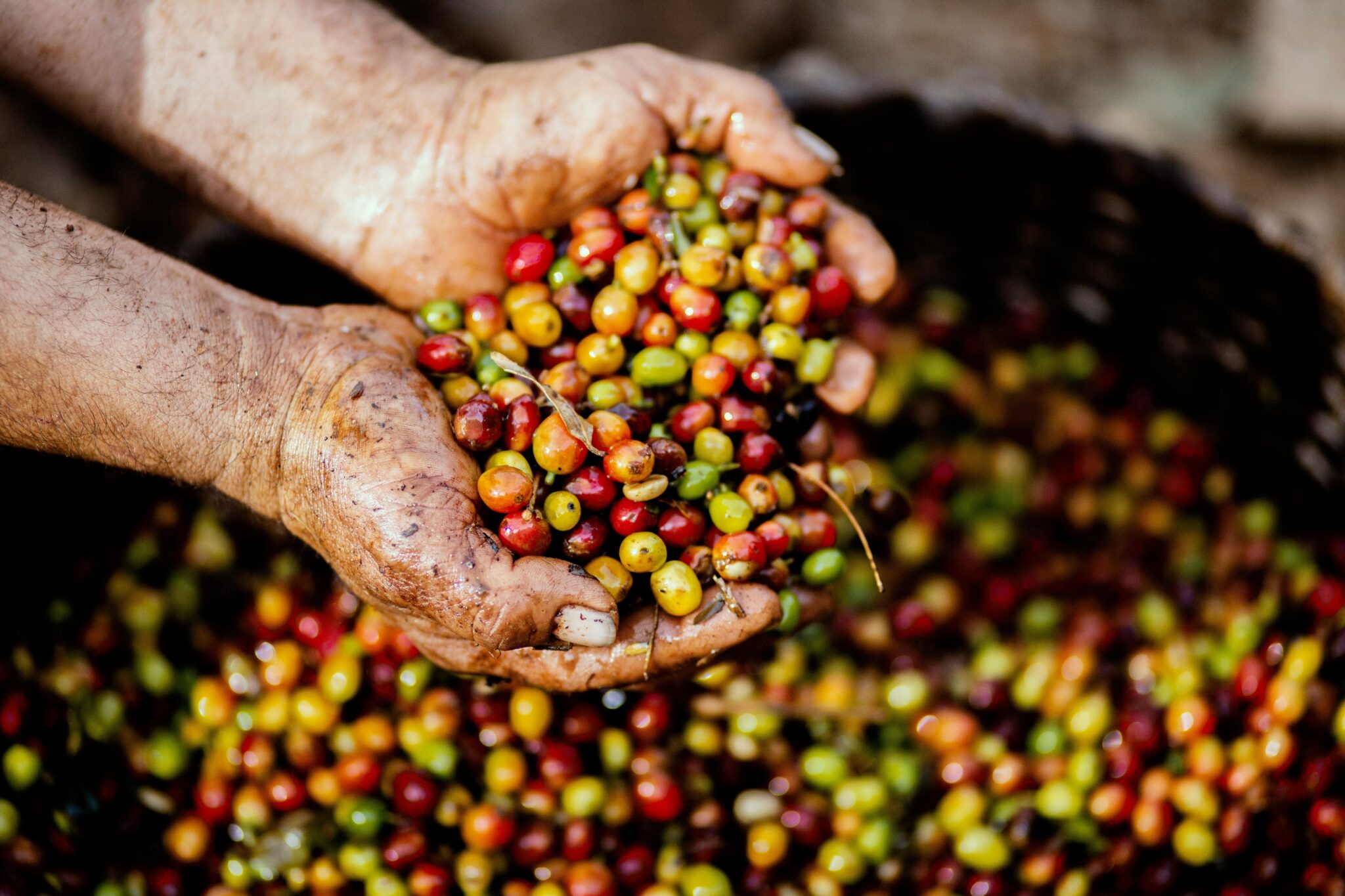 Bali Coffee Experience Tour